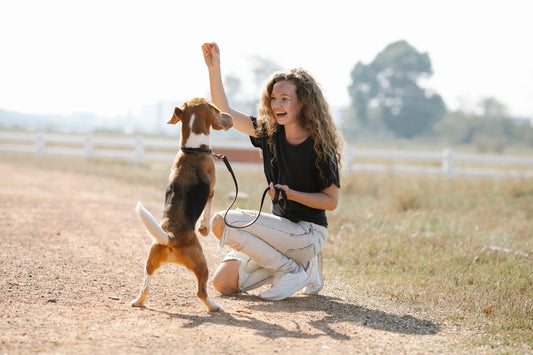 Best Training Treats for Dogs