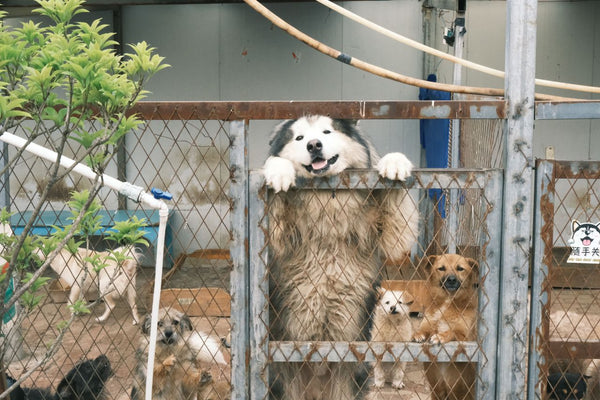 The Story Behind Every Rescue Tail Wag
