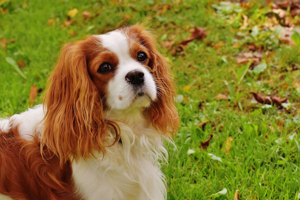 Best Fall Activities To Do With Your Dog