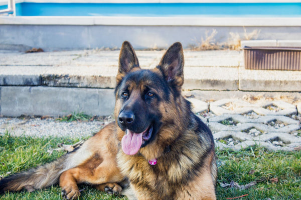 15 Family-Friendly Guard Dog Breeds