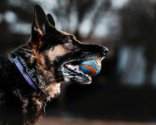 Balls for German Shepherds: Dog Toy Options for Large Dogs