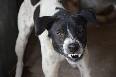 How to Stop Your Dog from Growling
