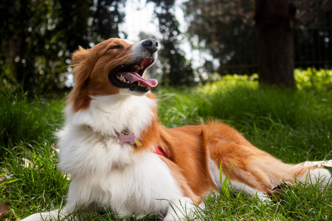 How to Protect Dogs From Heat Stroke