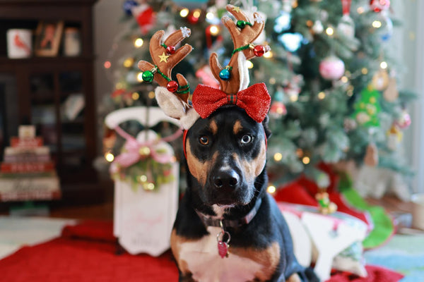 Holiday Safety Tips for Pet Owners