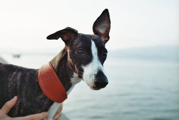 Best Male Hound Names: Strong, Loyal, and Full of Character