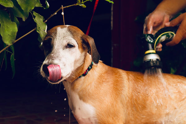 How Often Should You Bathe Your Dog in Summer