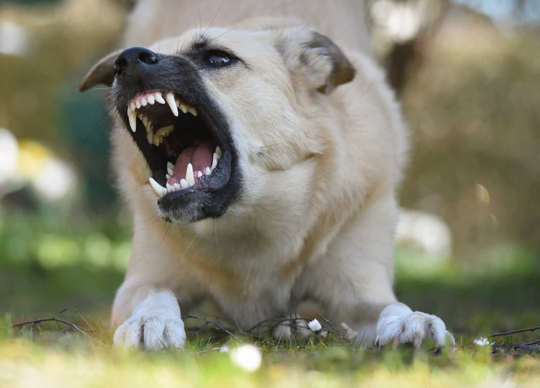 How to Stop Your Dog From Biting