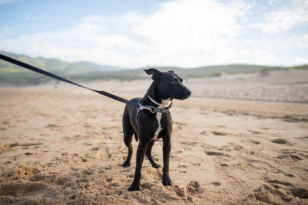 How to Train Your Puppy to Walk on a Leash Without Pulling