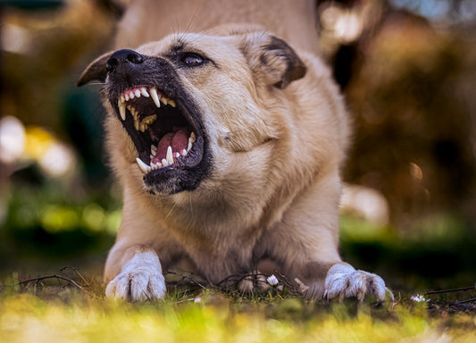 How to Train Your Dog to Stop Barking: A Complete Guide for Pet Parents