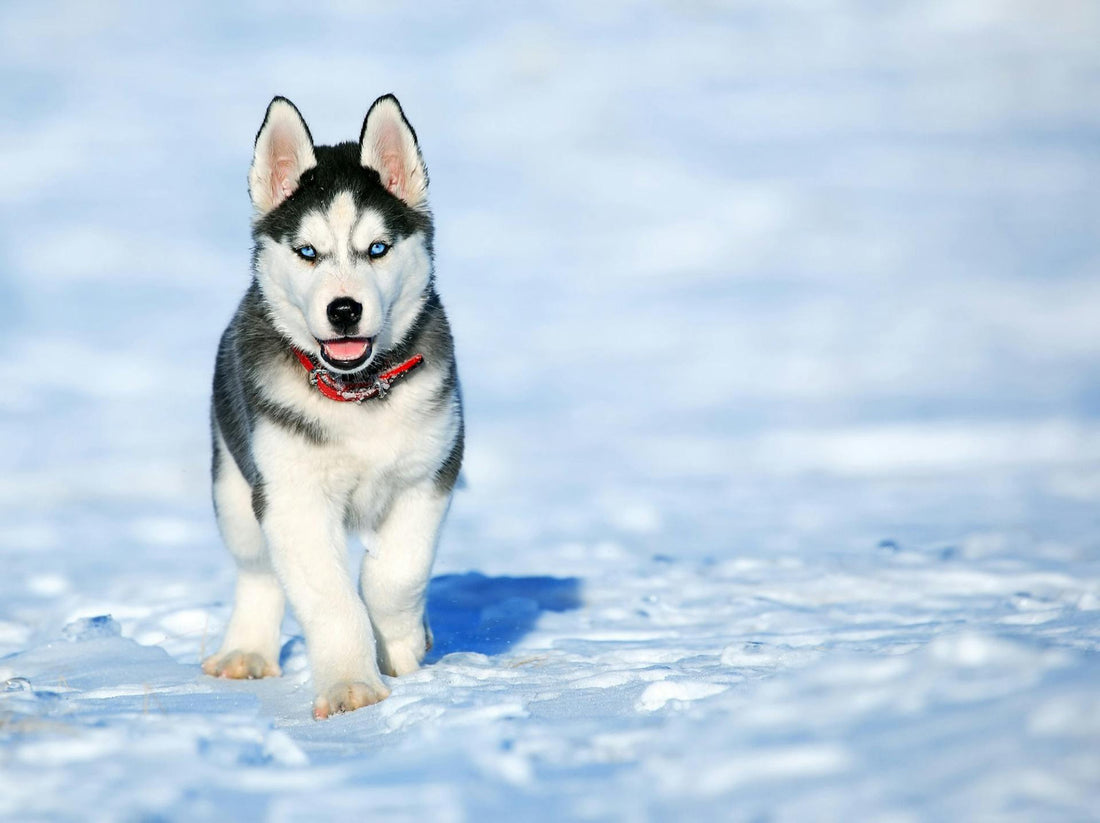 Husky as a Puppy : Discovering the Charm of Husky Puppies