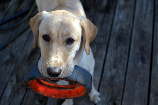 How to Teach Your Dog to Drop It: A Step-by-Step Guide