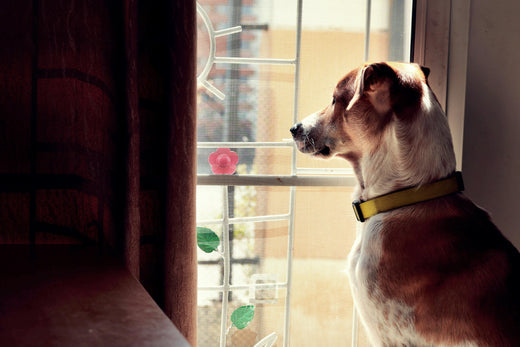 How Long Can You Leave a Dog Alone?