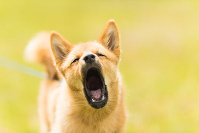 Puppy Barking: How to Train a Noisy Puppy to Quiet Down