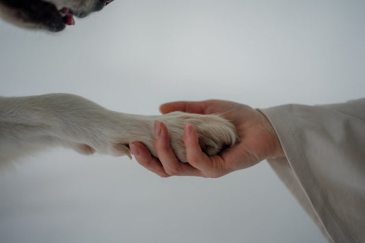 3 Reasons Why Dogs Put Their Paw on Their Owner