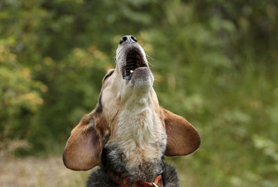 The Reasons for Dogs Howling