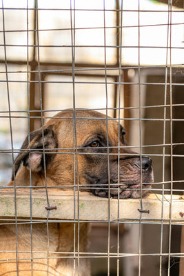 Why Choosing Rescue Is Always Worth It