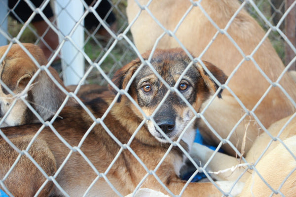 10 Ways to Help Your Local Shelter Without Adopting a Dog