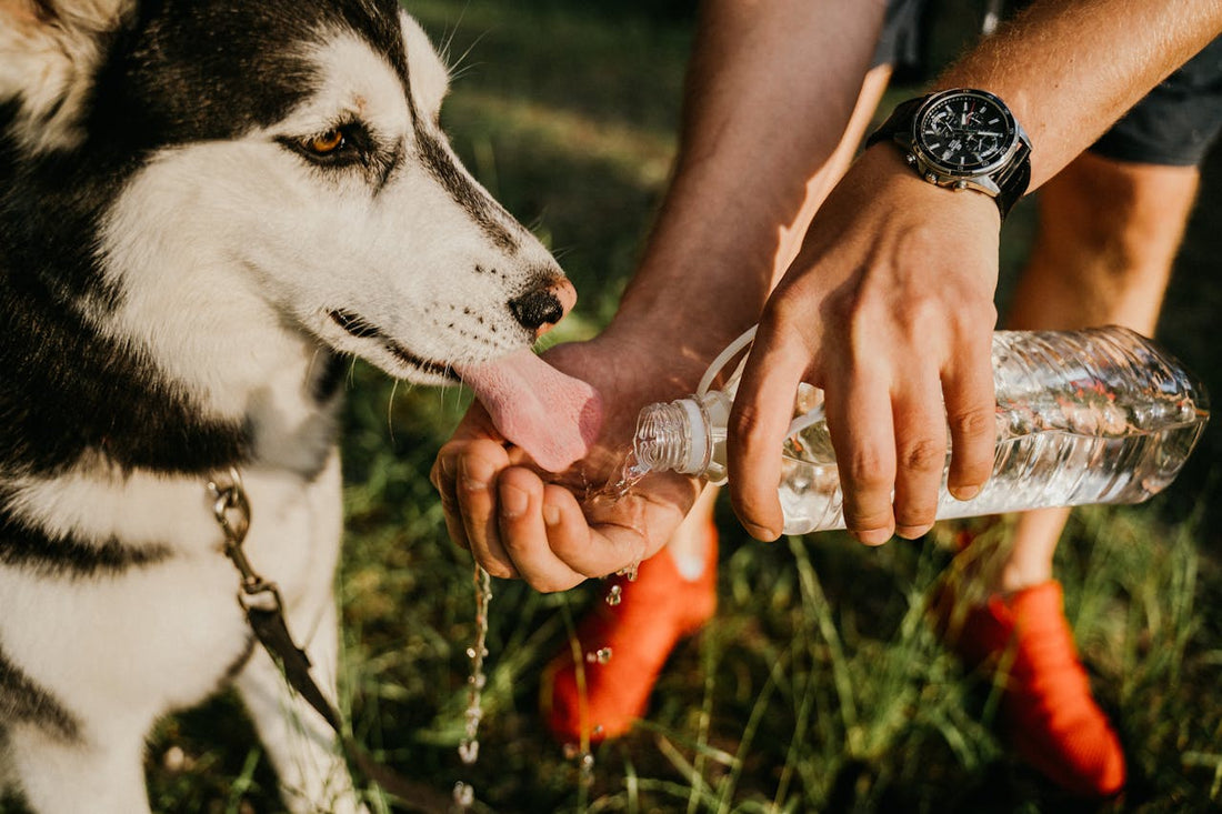 Signs of Heat Stroke in Dogs: What Every Dog Parent Should Know