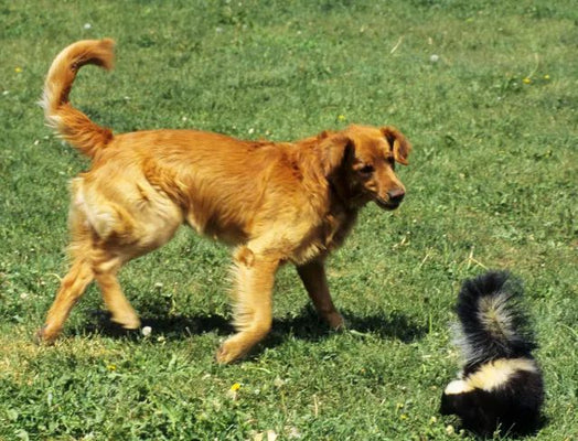 How to Get Rid of Skunk Stink on Dogs