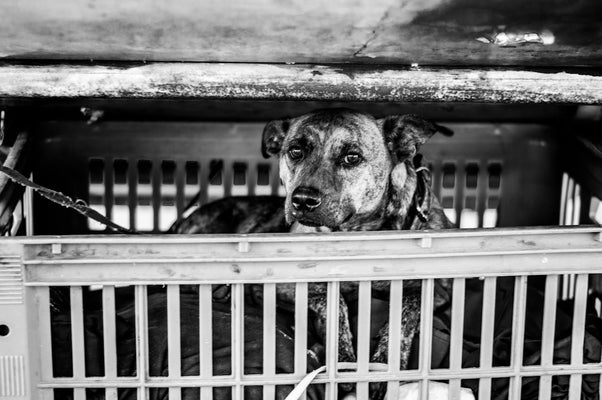 We Are Their Voice: Speaking Up for Shelter Animals
