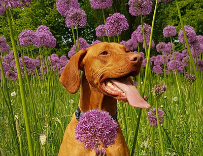 What to Do if Your Dog Is Stung by a Bee