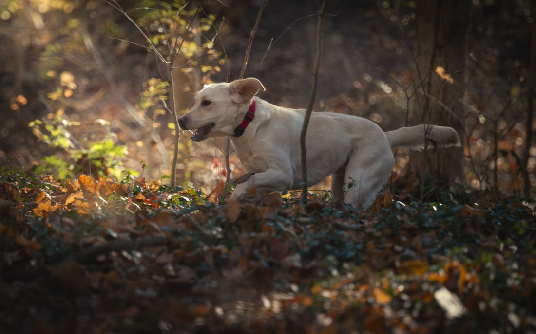 Why Does My Dog Suddenly Get Wild When the Weather Gets Cooler?