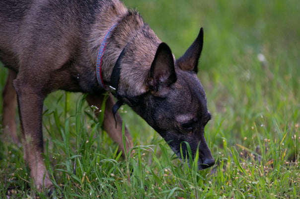 Unraveling the Canine Mystery: Why Dogs Take Forever to Poop